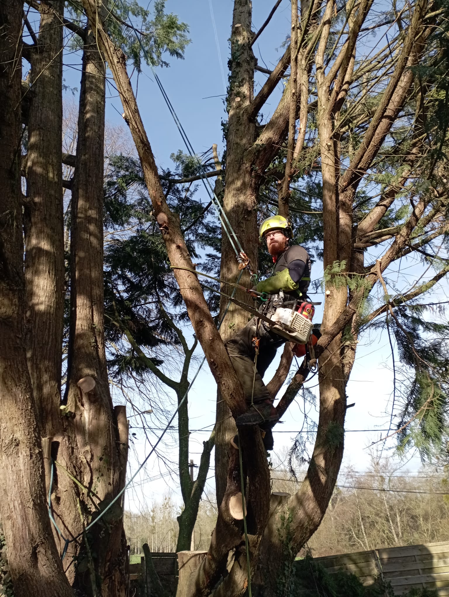 Elagage, taille raisonnée, valorisation des déchets, arboriste grimpeur, arboriculture, abattage, haubanage, diagnostic phytosanitaire