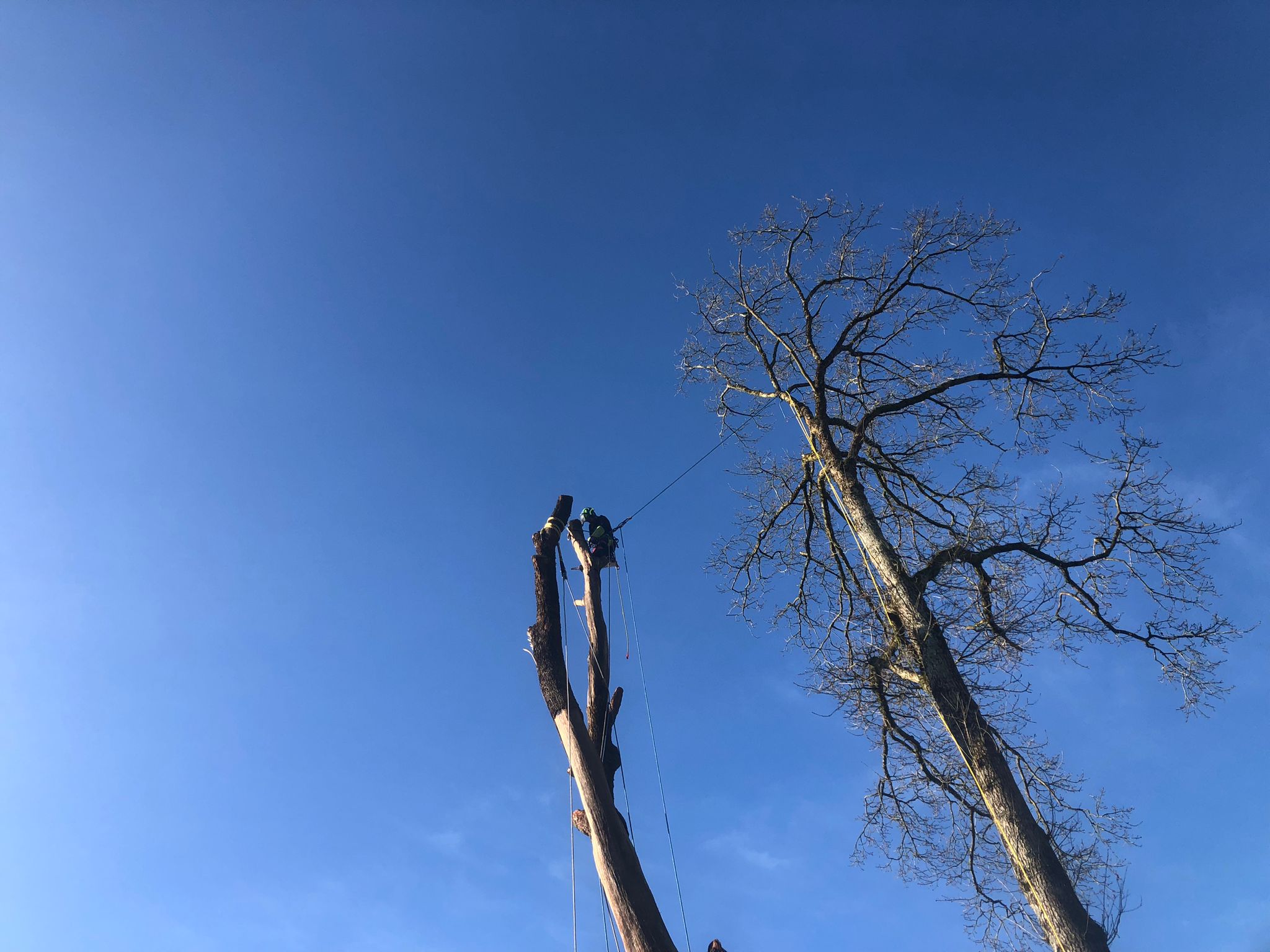 démontage d'un chêne avec rétention suite à des intempéries (arbre foudroyé)